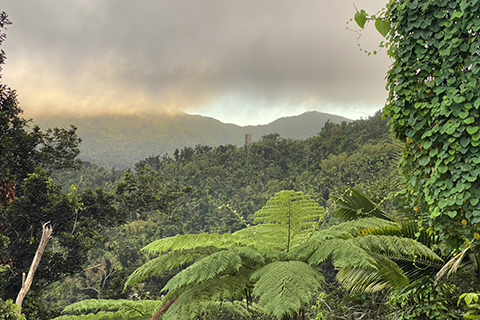 Puerto Rico landscape