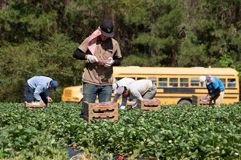 Farm worker in strawberry field